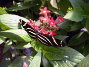 butterfly-farm14
