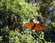 roadside-butterfly2