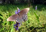 roadside-butterfly3