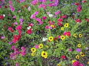 roadside-flowers37