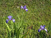 roadside-iris1