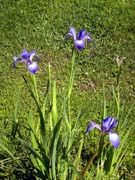 roadside-iris2
