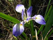 roadside-iris4