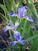roadside-iris5