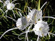 spider-lillies