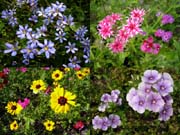 spring-flowers-apr05