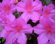 yard-azaleas