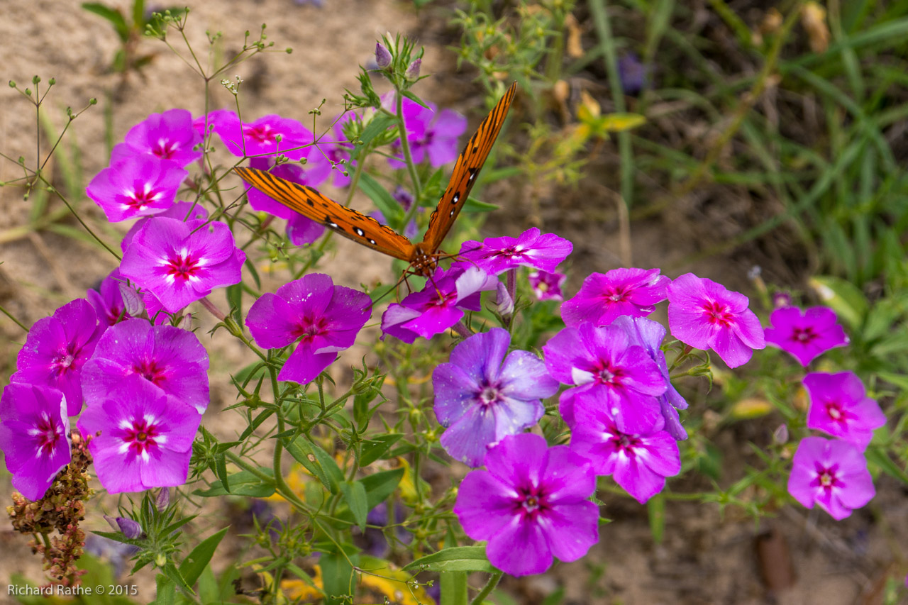 Gulf Fritillary