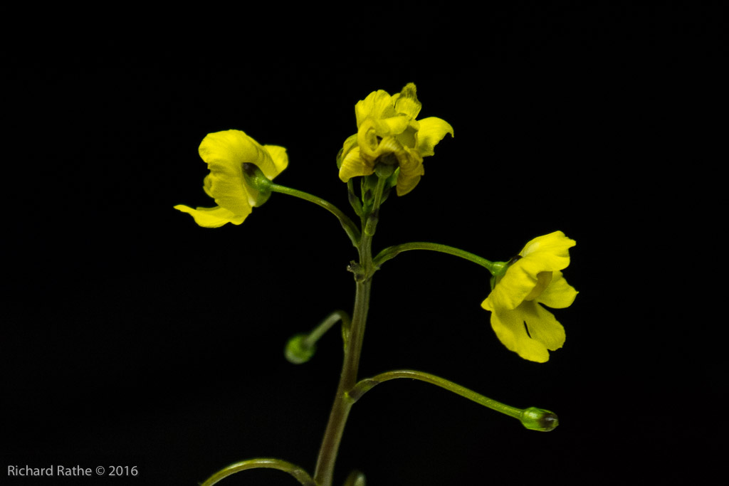Bladderwort