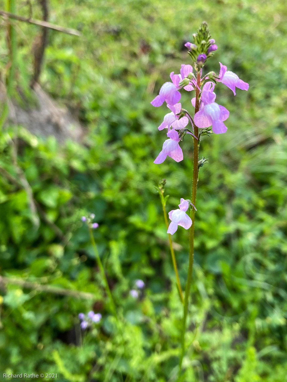 Blue Toadflax (Nuttallanthus canadensis)