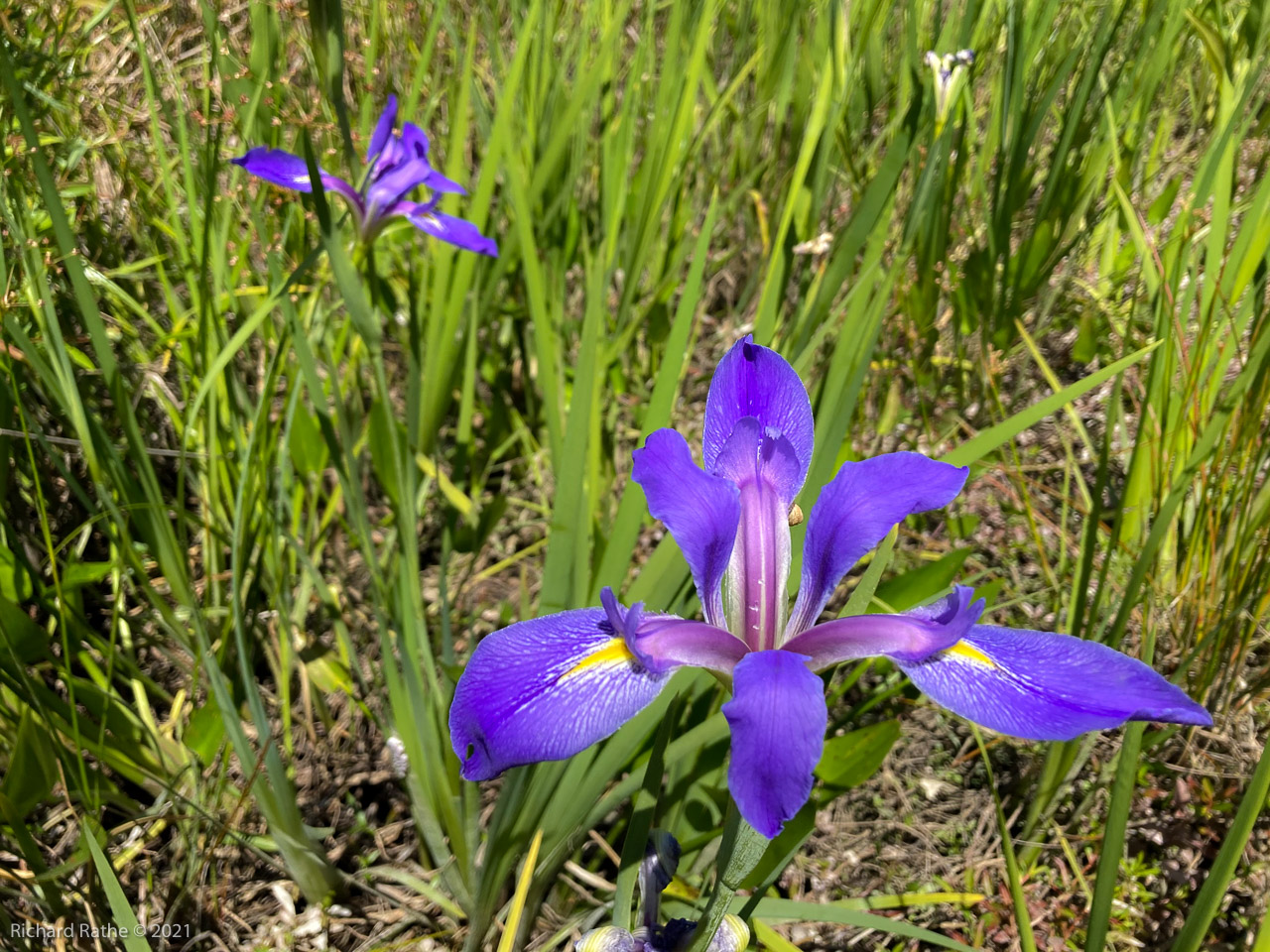 Iris versicolor