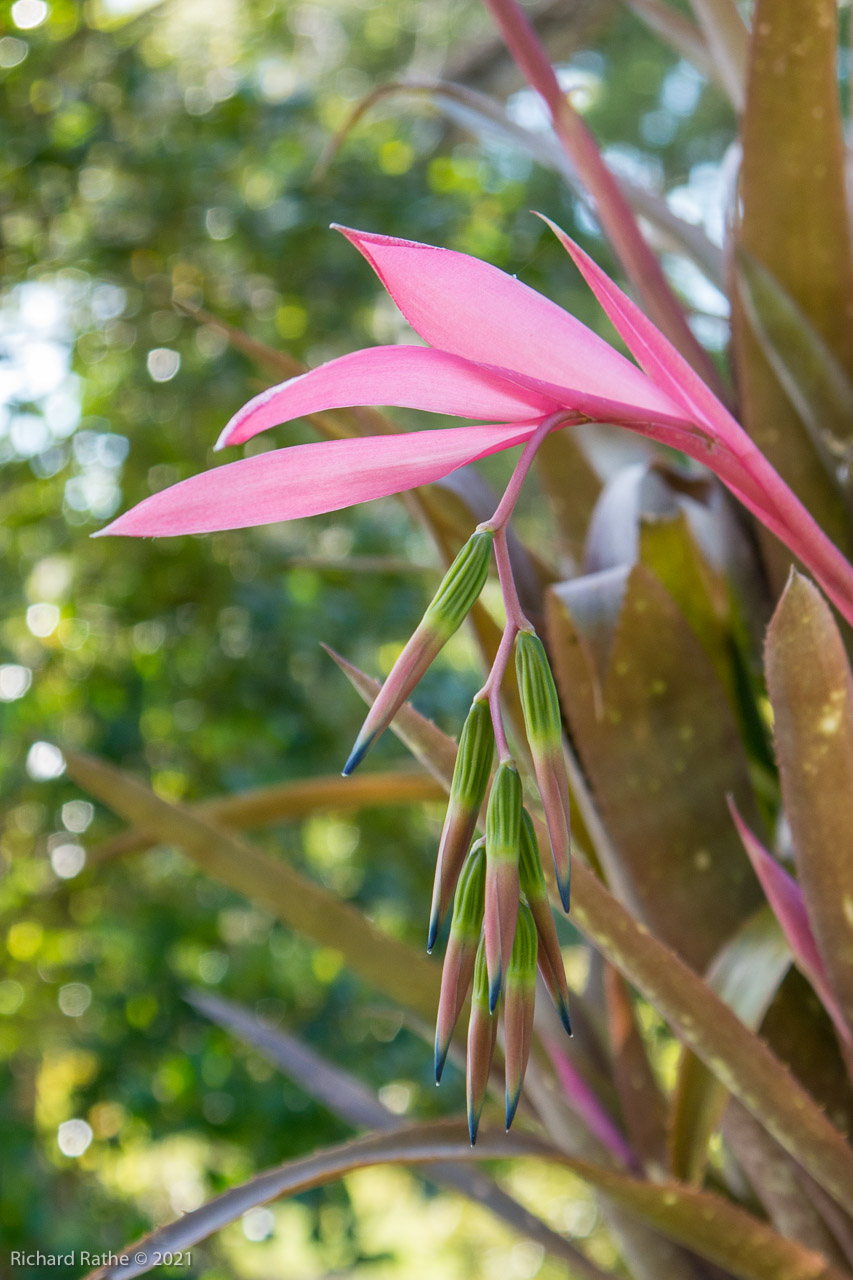 Bromeliad