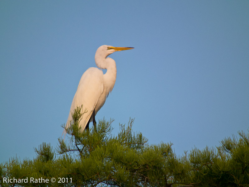 Great Egret