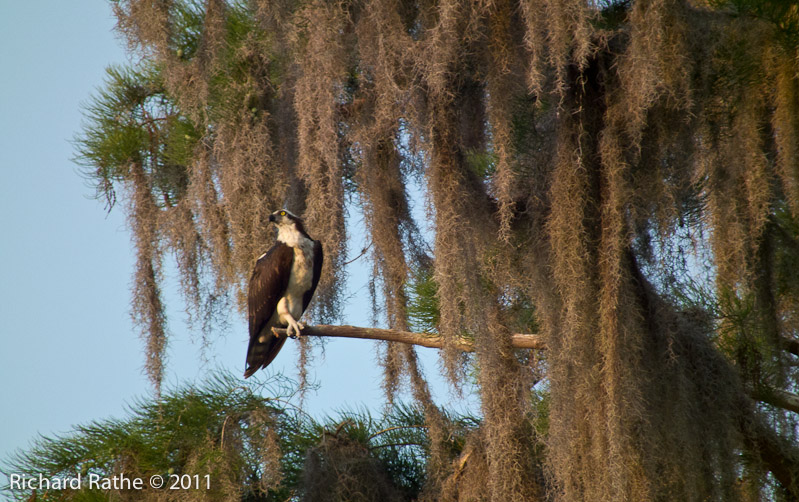 Osprey in Tree