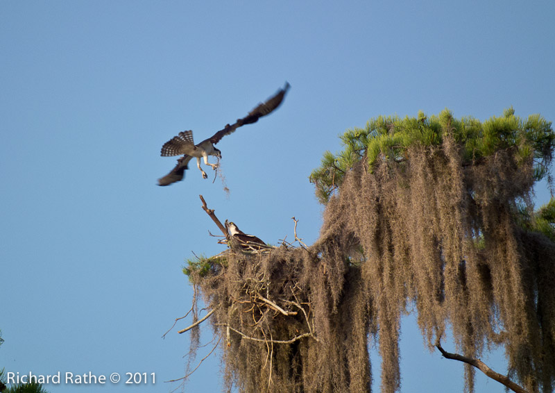 Osprey Building Nest