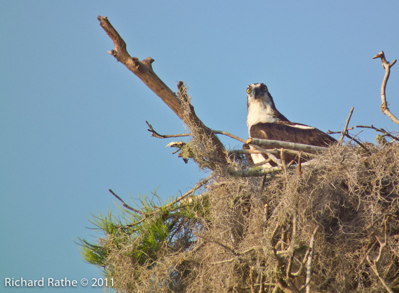 Osprey Staredown