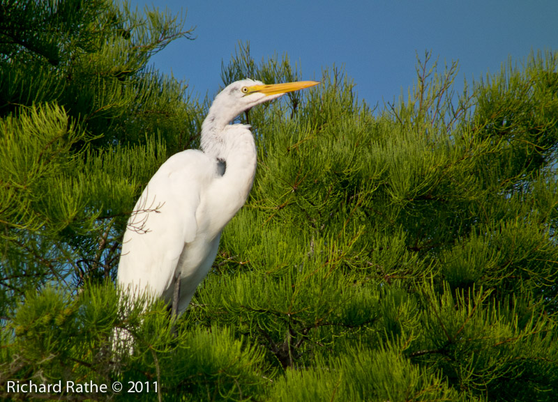Great Egret