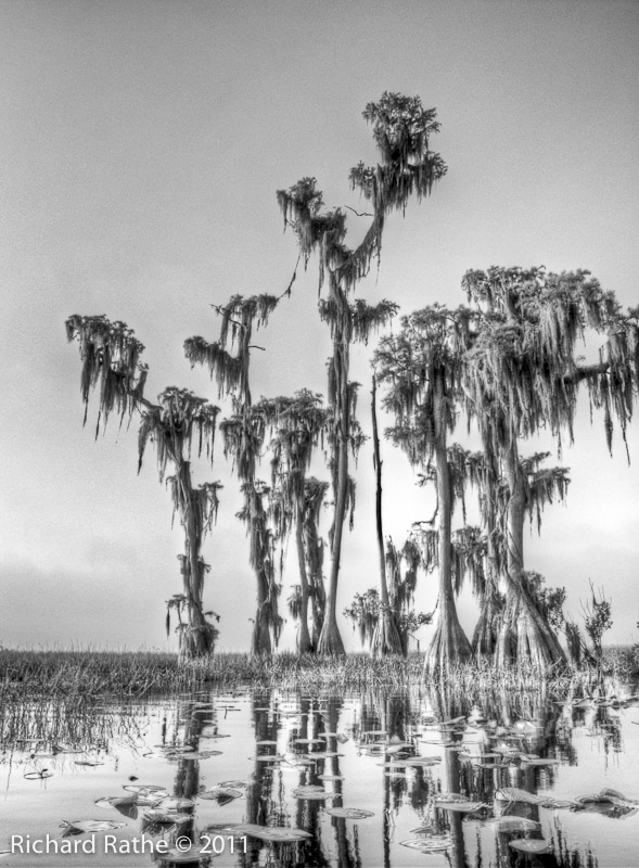 Compare #3 - Detail Enhancer B&W