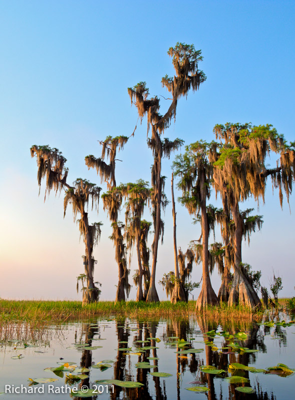 Compare #4 - Tone Compressor