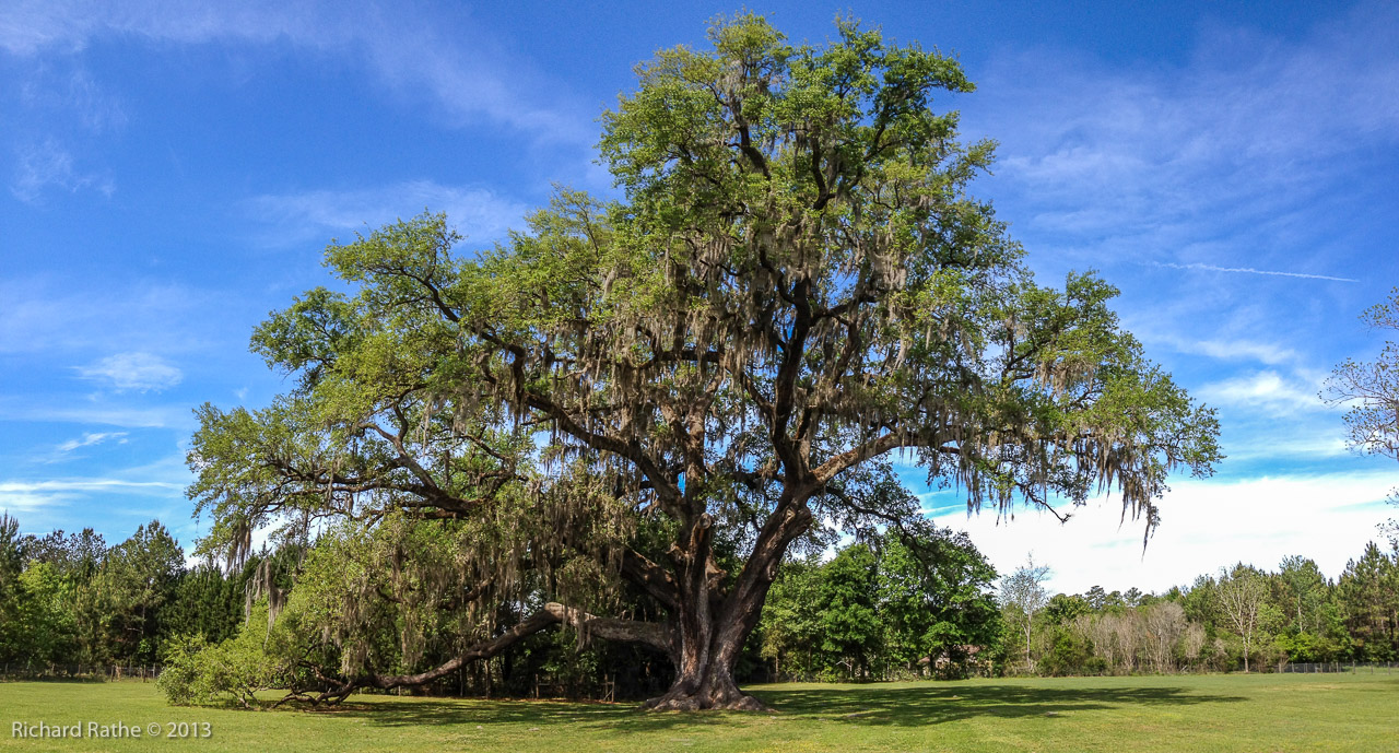 Cellon Live Oak