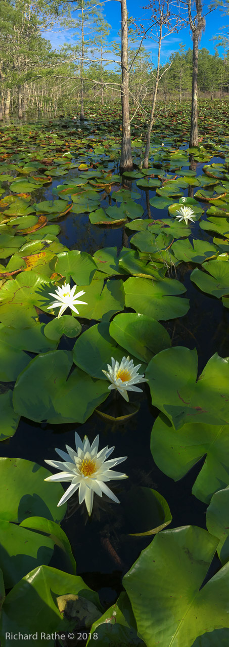 Fragrant Waterlily