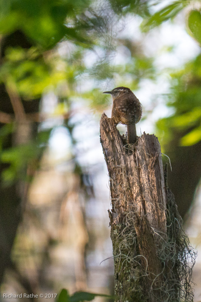 Carolina Wren