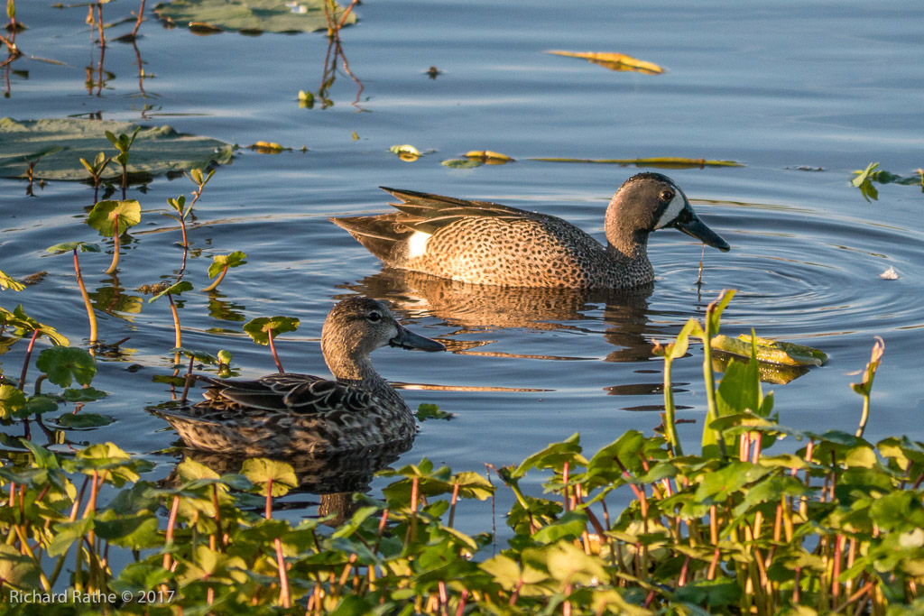 Blue-Winged Teal