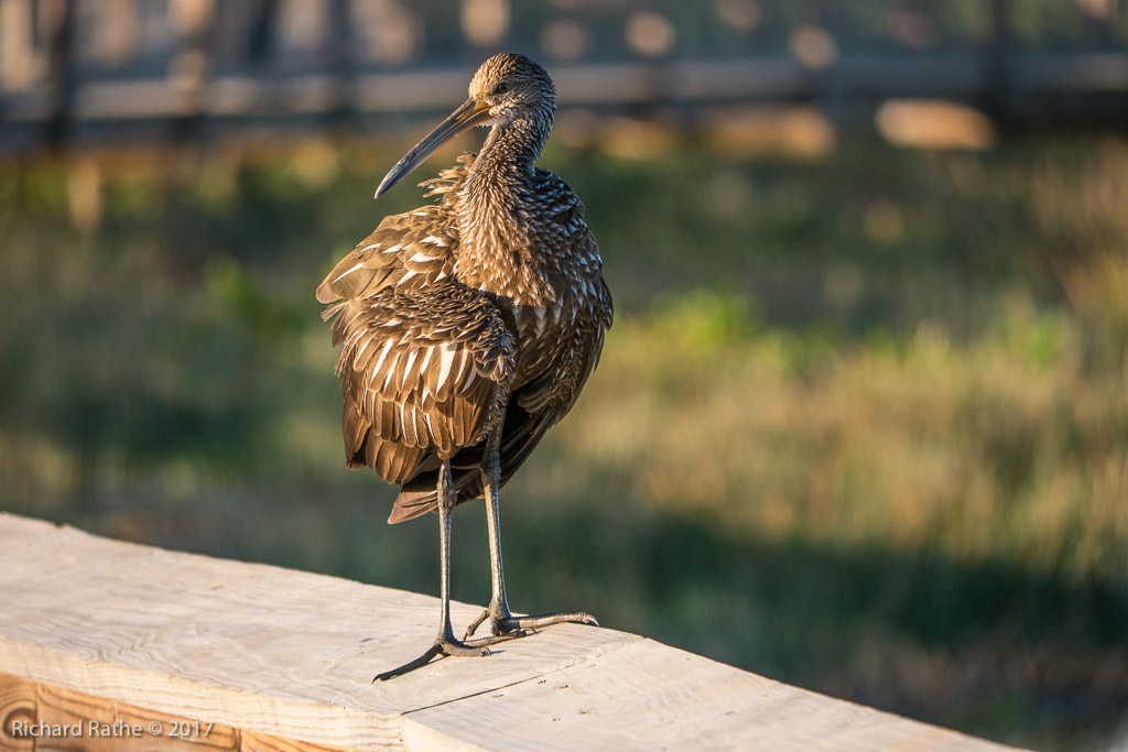 Limpkin