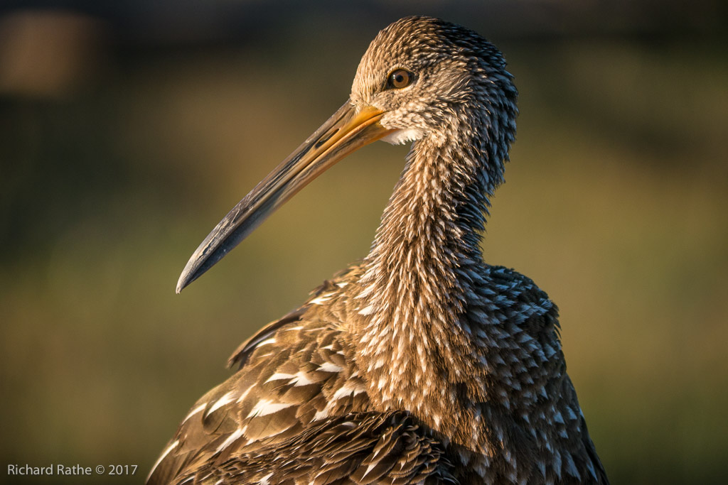 Limpkin