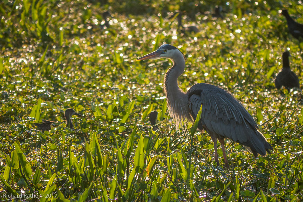 Great Blue Heron