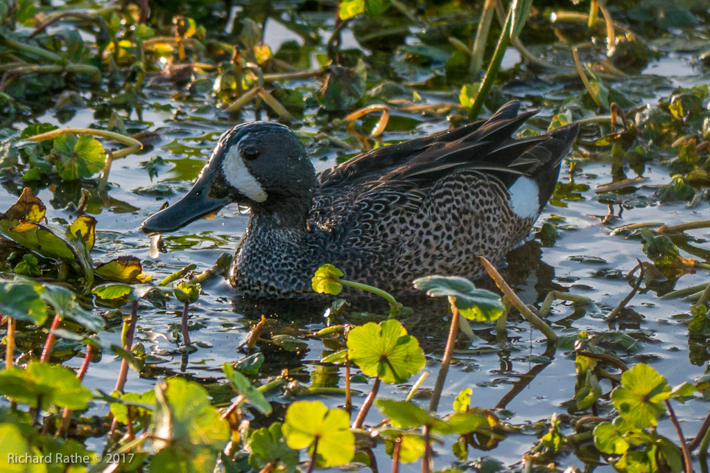 Blue-Winged Teal