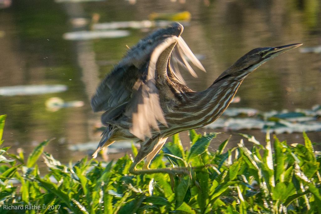 American Bittern
