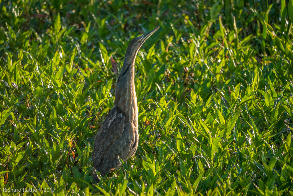 American Bittern