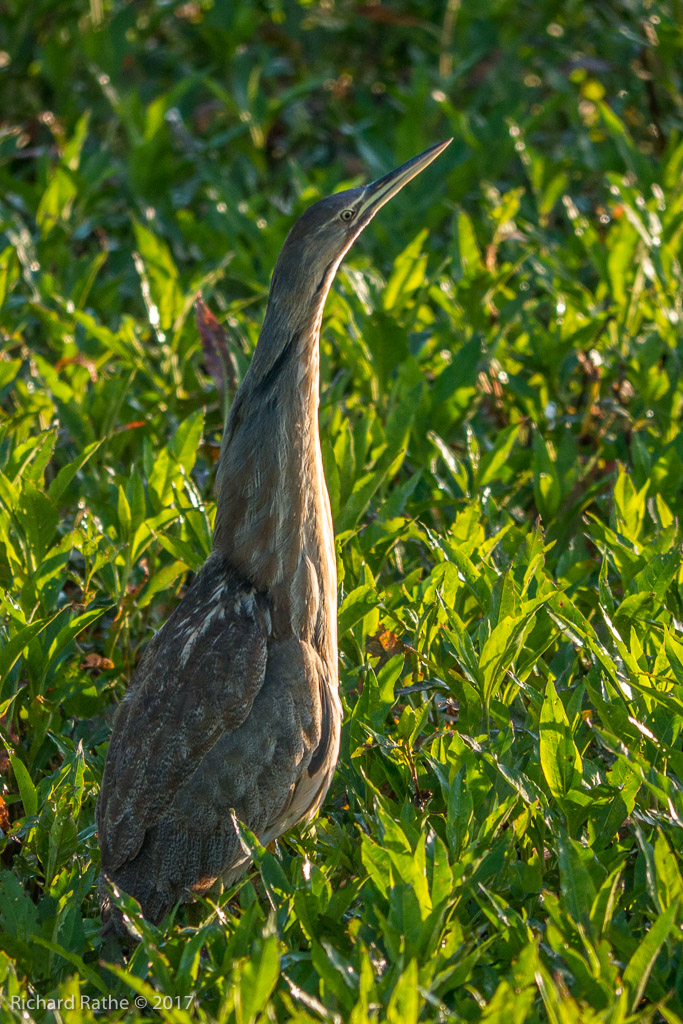 American Bittern