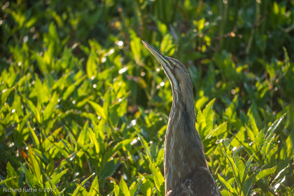 American Bittern