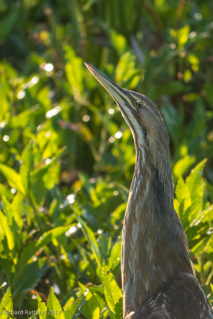 American Bittern