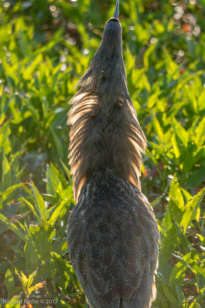 American Bittern