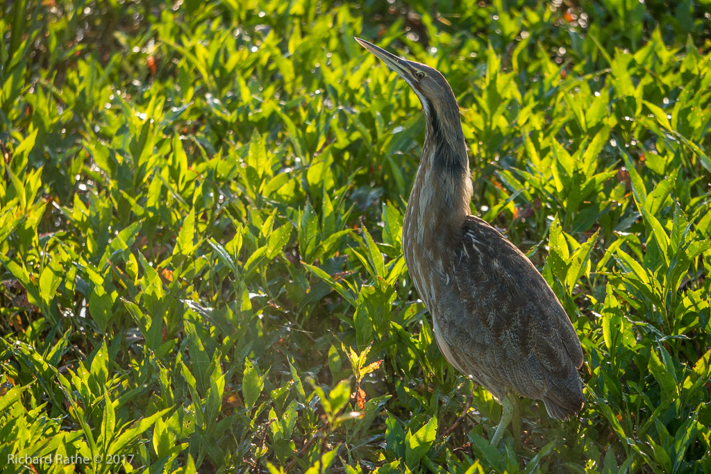 American Bittern