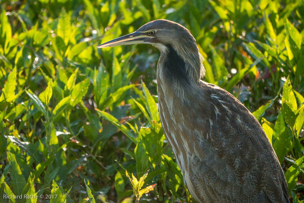 American Bittern