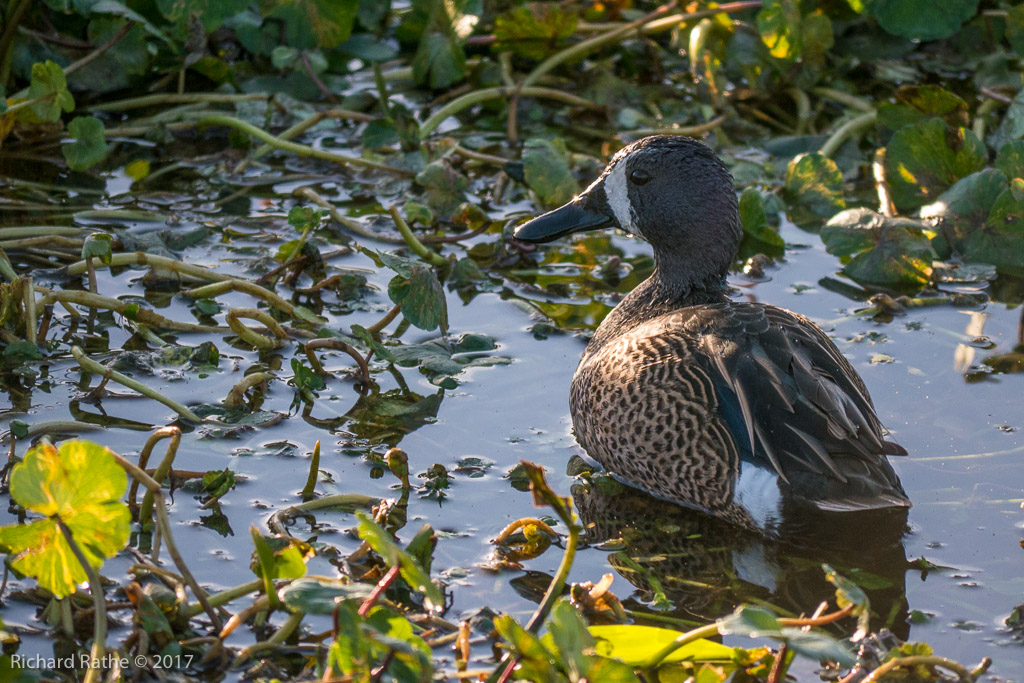 Blue-Winged Teal