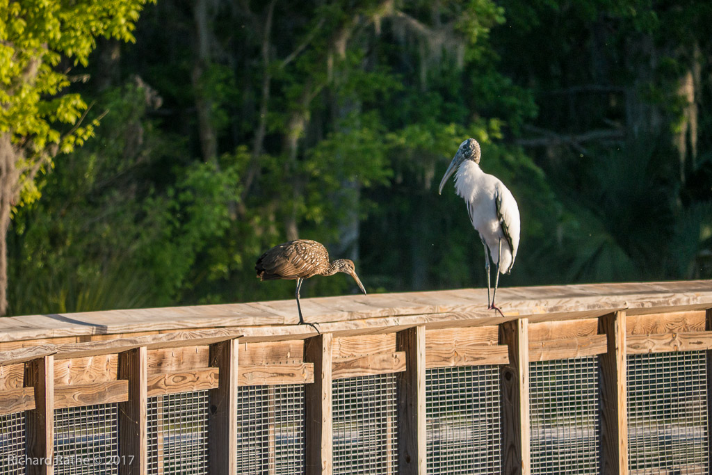 Limpkin & Wood Stork