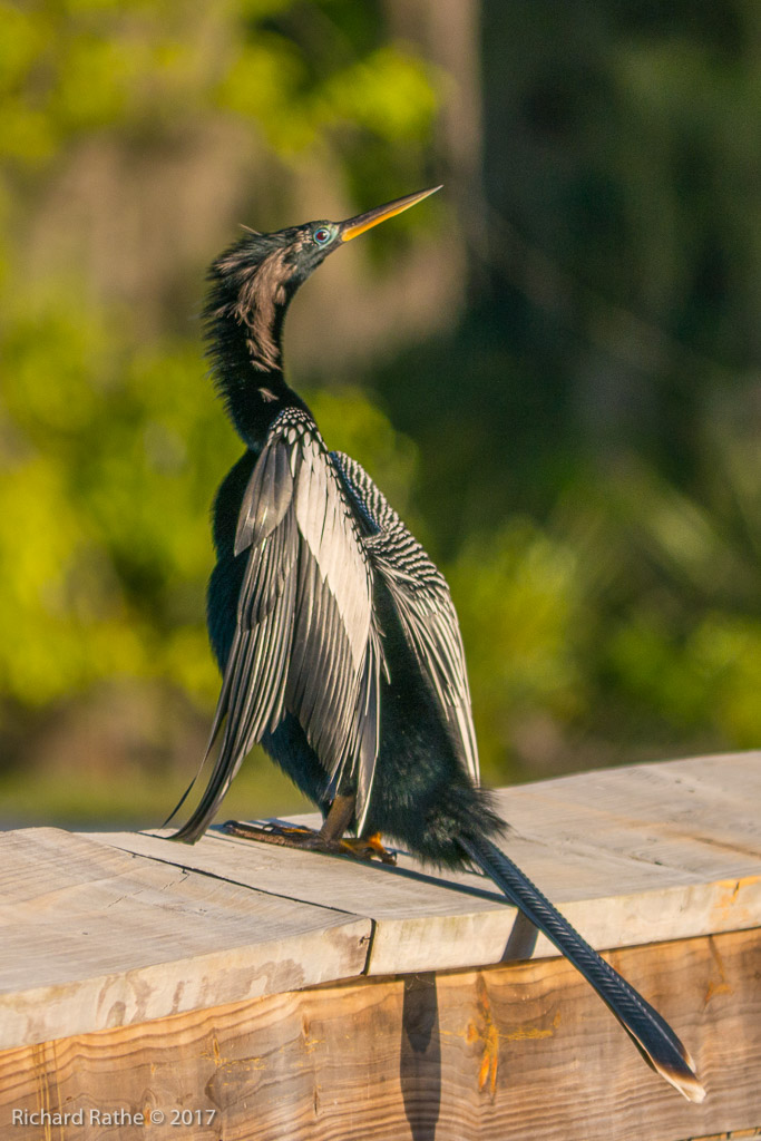 Anhinga