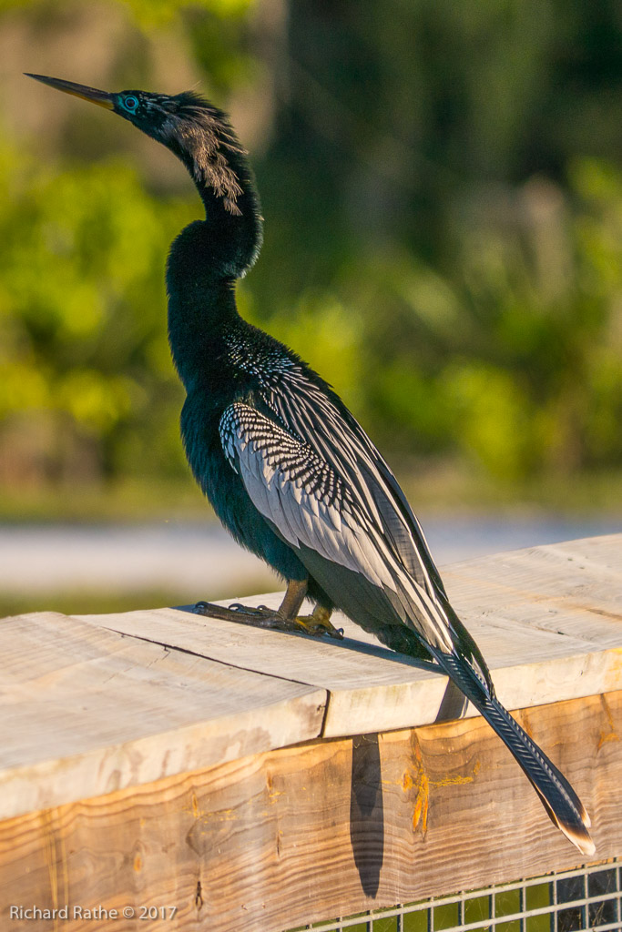 Anhinga