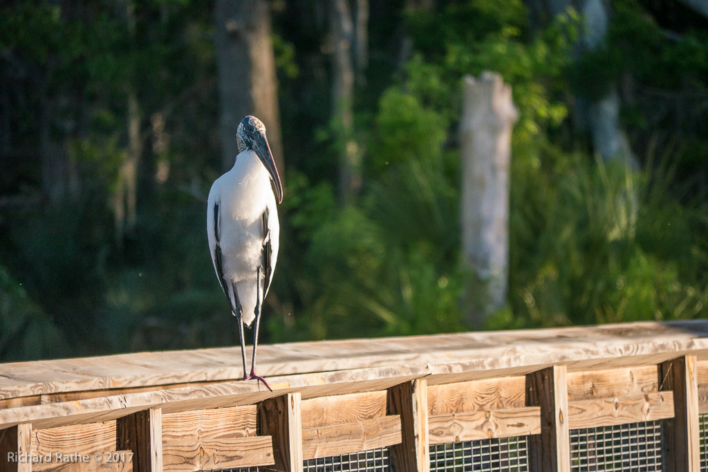 Wood Stork