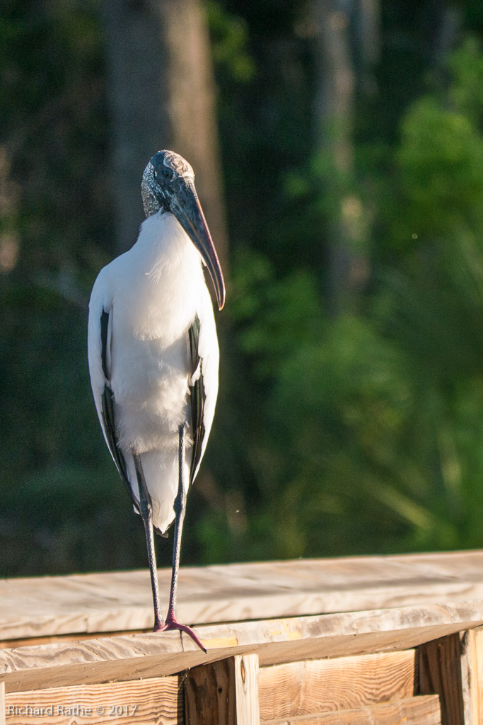 Wood Stork