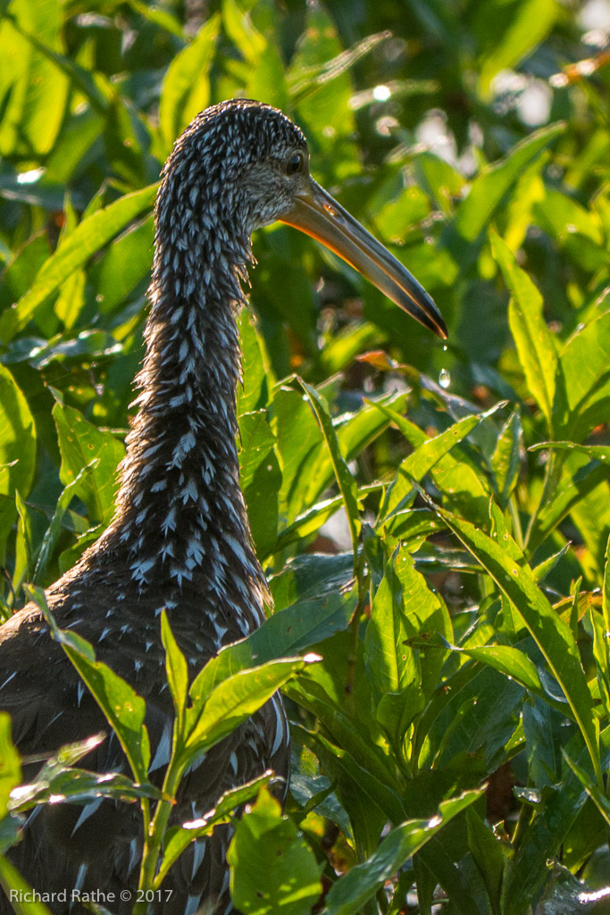 Limpkin