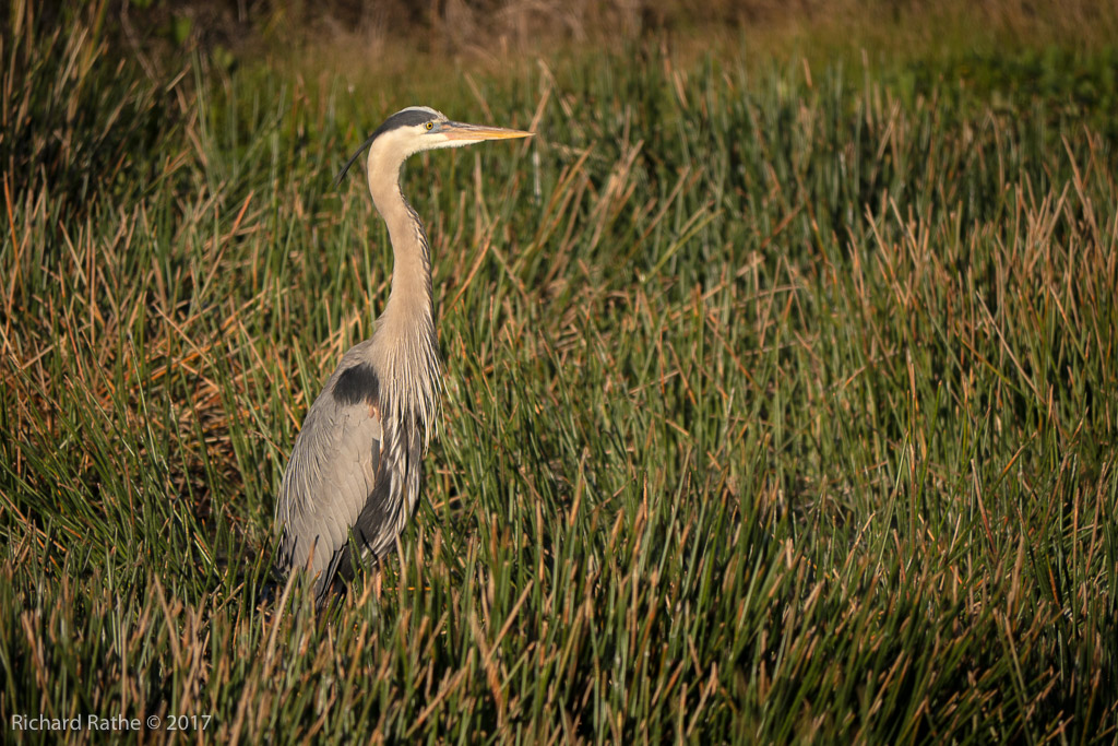 Great Blue Heron