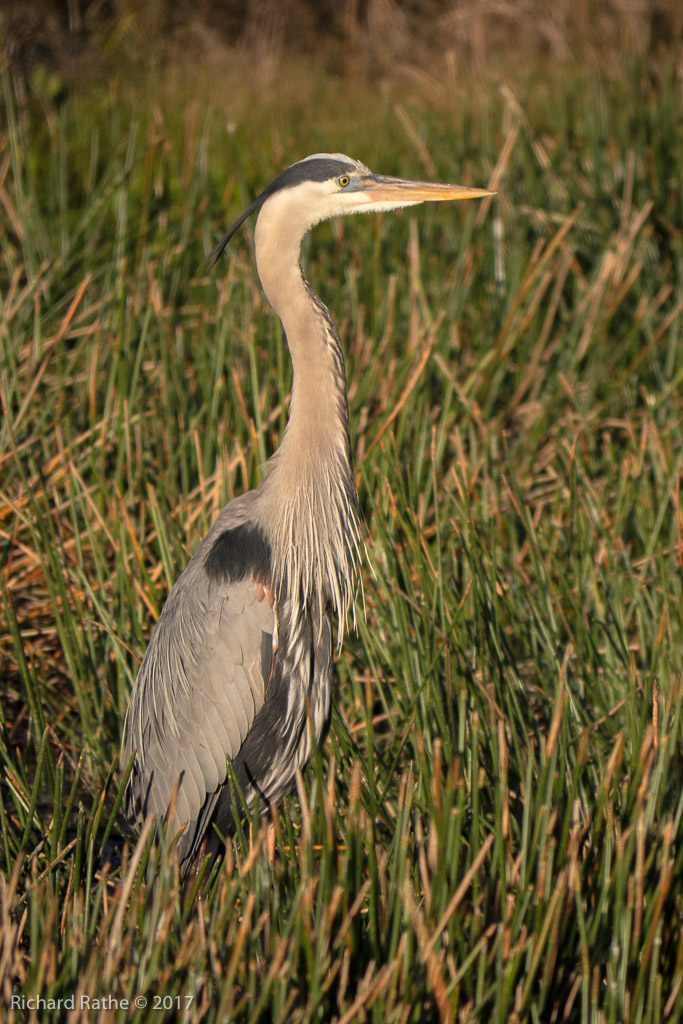 Great Blue Heron