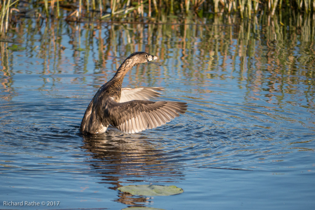 Pied-Billed Grebe