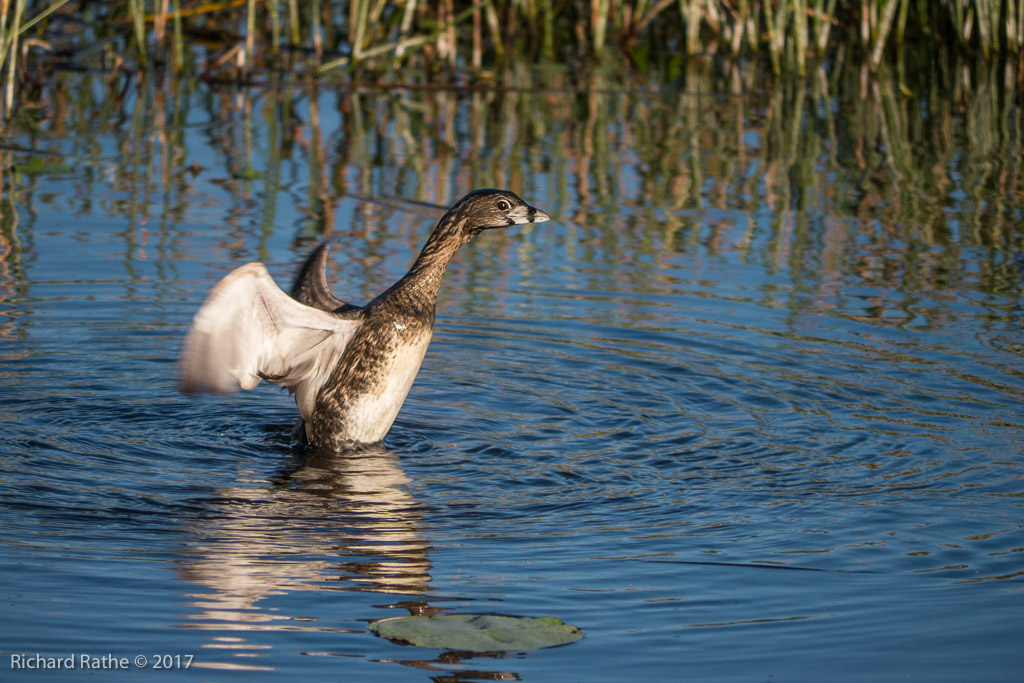 Pied-Billed Grebe